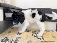 Male #6, a male Poodle - Standard  for sale in Millersburg, MI – 3 of 5