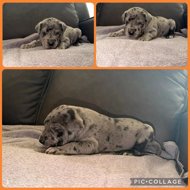 Orange  – Great Dane puppy for sale in Smithfield, NC