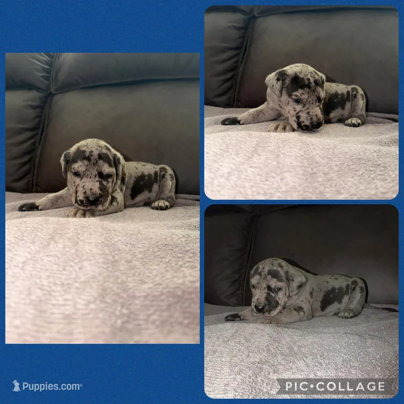 Blue  – Great Dane puppy for sale in Smithfield, NC