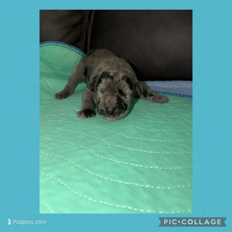 Blue , a female Great Dane for sale in Smithfield, NC – Photo 1 of 1