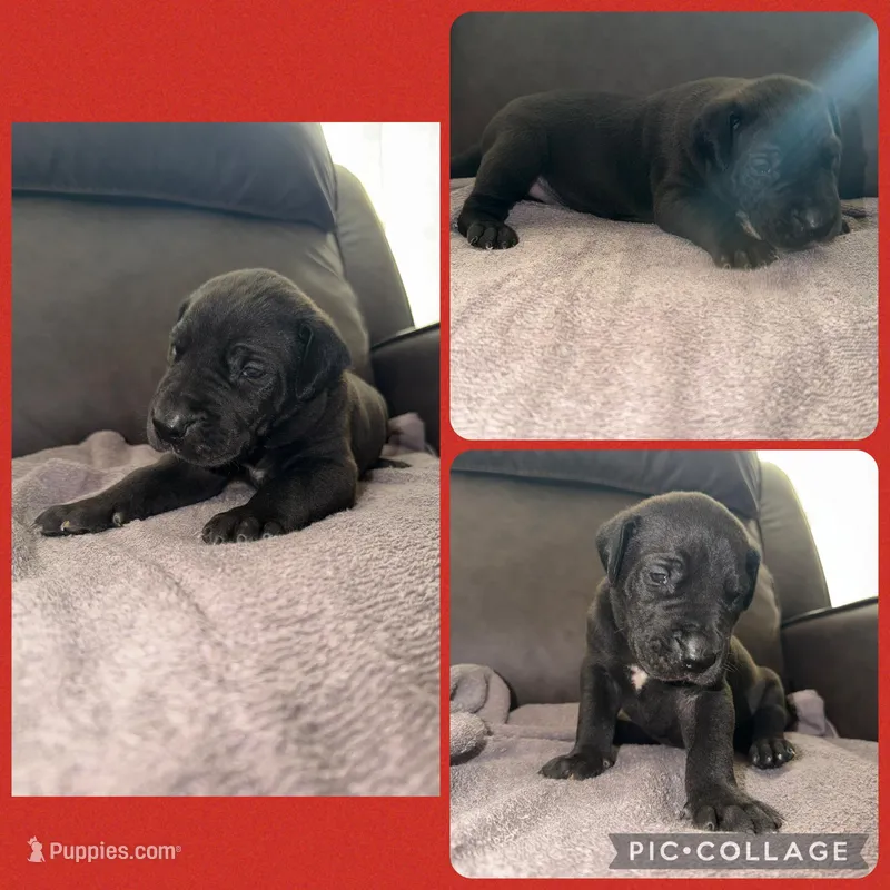 Red  – Great Dane puppy for sale in Smithfield, NC