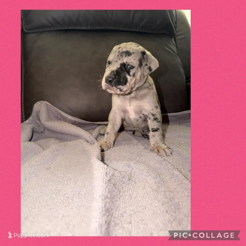 Pink  – Great Dane puppy for sale in Smithfield, NC