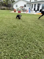 Rose, a female Bernese Mountain Dog for sale in Melbourne, FL – 4 of 5
