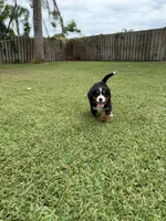 Sandy, a female Bernese Mountain Dog for sale in Melbourne, FL – 3 of 4
