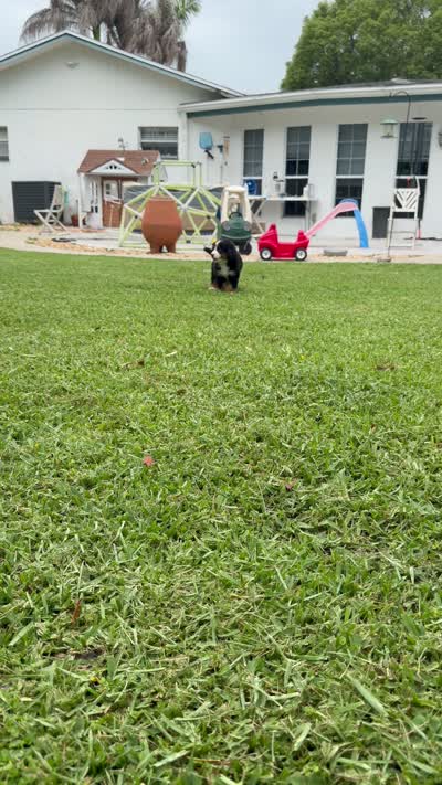 Rally, a female Bernese Mountain Dog for sale in Melbourne, FL – 5 of 5