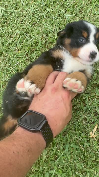 Rally, a female Bernese Mountain Dog for sale in Melbourne, FL – 4 of 5