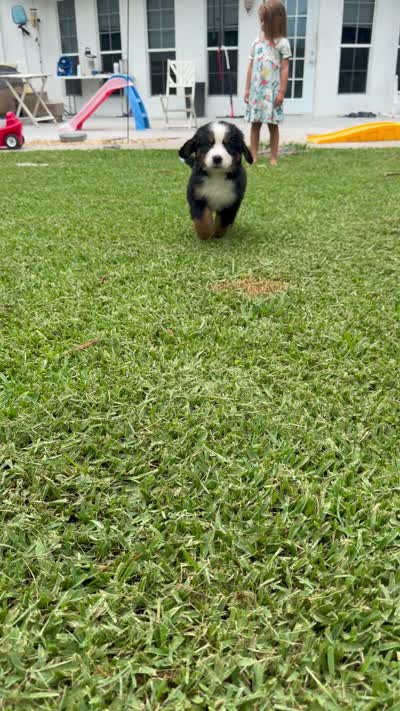 Manny, a male Bernese Mountain Dog for sale in Melbourne, FL – 3 of 8