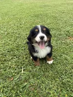 Papi, a male Bernese Mountain Dog for sale in Melbourne, FL – 1 of 4