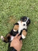Papi, a male Bernese Mountain Dog for sale in Melbourne, FL – 2 of 4