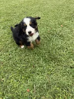 Manny, a male Bernese Mountain Dog for sale in Melbourne, FL – 5 of 8