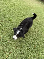 Rally, a female Bernese Mountain Dog for sale in Melbourne, FL – 3 of 5