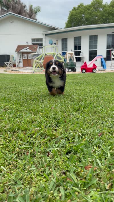Papi, a male Bernese Mountain Dog for sale in Melbourne, FL – 4 of 4
