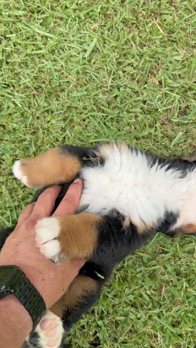 Manny, a male Bernese Mountain Dog for sale in Melbourne, FL – 7 of 8