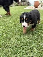 Rose, a female Bernese Mountain Dog for sale in Melbourne, FL – 2 of 5