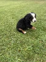 Manny, a male Bernese Mountain Dog for sale in Melbourne, FL – 2 of 8
