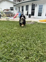 Papi, a male Bernese Mountain Dog for sale in Melbourne, FL – 3 of 4