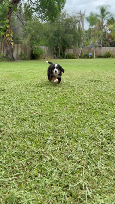 Rose, a female Bernese Mountain Dog for sale in Melbourne, FL – 5 of 5