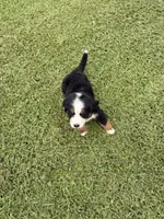 Manny, a male Bernese Mountain Dog for sale in Melbourne, FL – 4 of 8