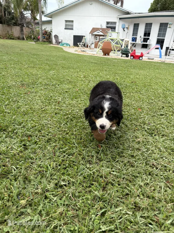 Rally – Bernese Mountain Dog puppy for sale in Melbourne, FL