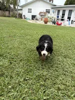 Rally, a female Bernese Mountain Dog for sale in Melbourne, FL – 1 of 5