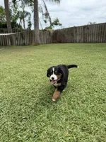 Sandy, a female Bernese Mountain Dog for sale in Melbourne, FL – 2 of 4