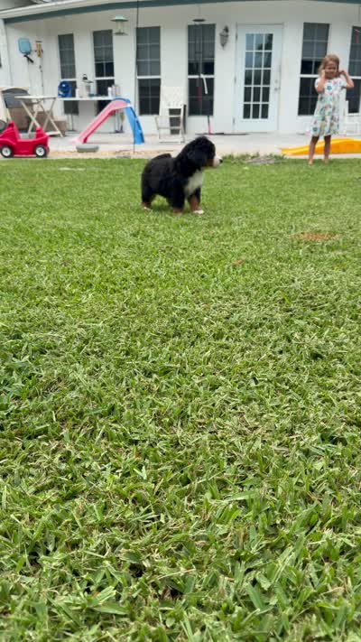 Manny, a male Bernese Mountain Dog for sale in Melbourne, FL – 8 of 8