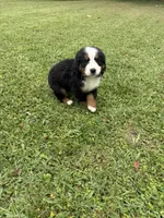 Manny, a male Bernese Mountain Dog for sale in Melbourne, FL – 6 of 8