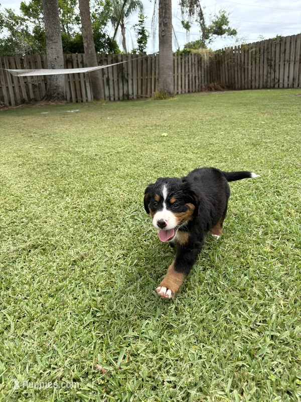 Sandy – Bernese Mountain Dog puppy for sale in Melbourne, FL