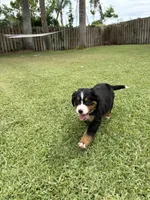 Sandy, a female Bernese Mountain Dog for sale in Melbourne, FL – 1 of 4