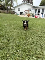 Rally, a female Bernese Mountain Dog for sale in Melbourne, FL – 2 of 5