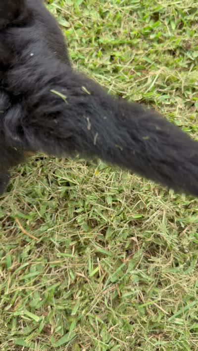 Sandy, a female Bernese Mountain Dog for sale in Melbourne, FL – 4 of 4