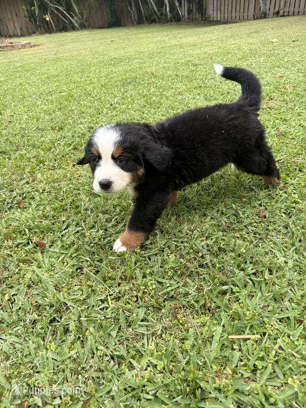 Manny – Bernese Mountain Dog puppy for sale in Melbourne, FL