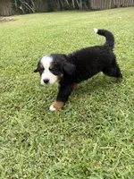 Manny, a male Bernese Mountain Dog for sale in Melbourne, FL – 1 of 8