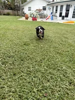 Rose, a female Bernese Mountain Dog for sale in Melbourne, FL – 3 of 5