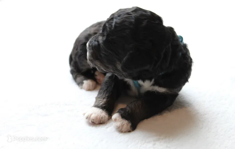Turquoise  – Golden Mountain Doodle puppy for sale in Statham, GA