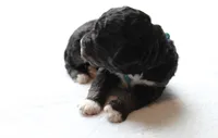 Turquoise , a male Golden Mountain Doodle for sale in Statham, GA – 1 of 3