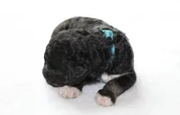 Turquoise , a male Golden Mountain Doodle for sale in Statham, GA – 3 of 3
