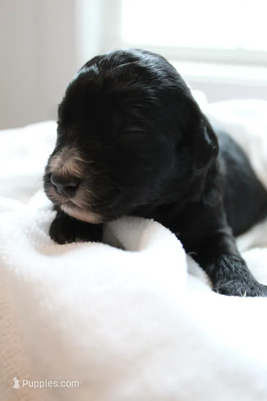 Pink – Golden Mountain Doodle puppy for sale in Statham, GA