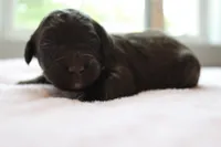 Brownie , a female Golden Mountain Doodle for sale in Statham, GA – 3 of 3