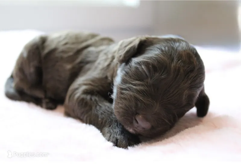 Brownie  – Golden Mountain Doodle puppy for sale in Statham, GA