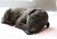 Brownie , a female Golden Mountain Doodle for sale in Statham, GA – 1 of 3