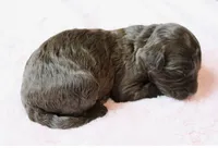 Brownie , a female Golden Mountain Doodle for sale in Statham, GA – 2 of 3
