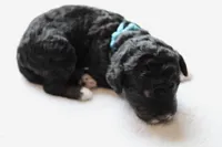 Turquoise , a male Golden Mountain Doodle for sale in Statham, GA – 2 of 3