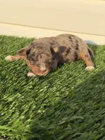 Tipsy, a female Miniature Bernedoodle and Miniature Aussiedoodle for sale in Dayton, OH – 6 of 7