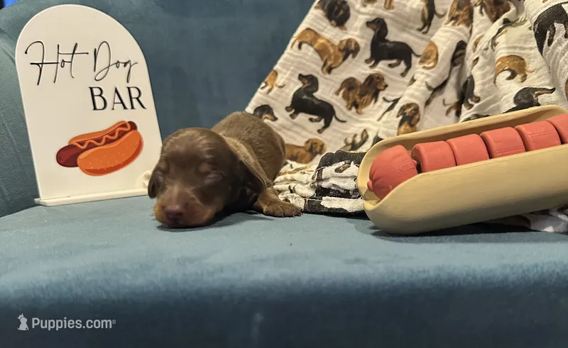 Charlie – Miniature Dachshund puppy for sale in Dayton, OH