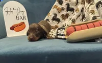 Charlie, a male Miniature Dachshund for sale in Dayton, OH – 1 of 1