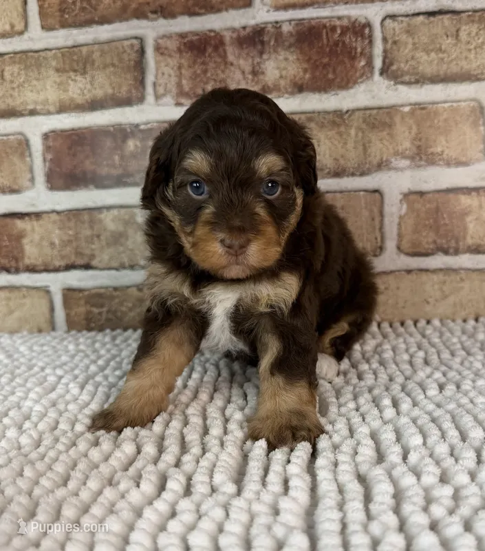 Tootsie – Miniature Bernedoodle, Miniature Aussiedoodle puppy for sale in Dayton, OH