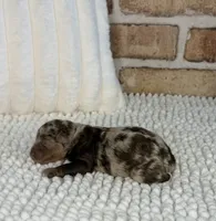 Tizzy, a female Miniature Bernedoodle and Miniature Aussiedoodle for sale in Dayton, OH – 4 of 4