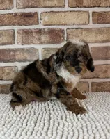 Mochaccino, a male Poodle - Miniature  for sale in Dayton, OH – 4 of 6