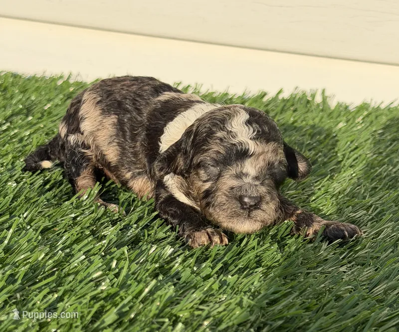 Black Merle Female – Poodle - Miniature  puppy for sale in Dayton, OH